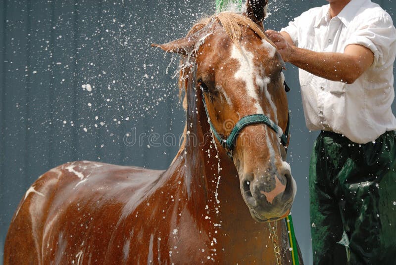 Can horse shampoo cause dryness?